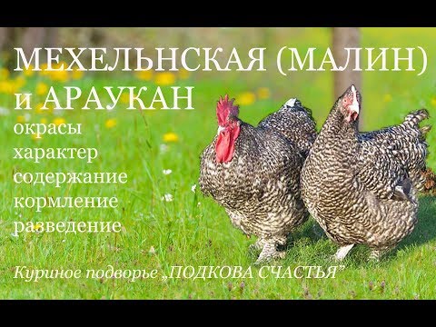 Видео: МЕХЕЛЬНСКАЯ (МАЛИН) порода кур и АРАУКАН. Все о породе для начинающих