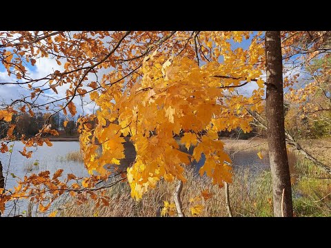 Видео: 4K Мелодия осени  _  Melody of Autumn