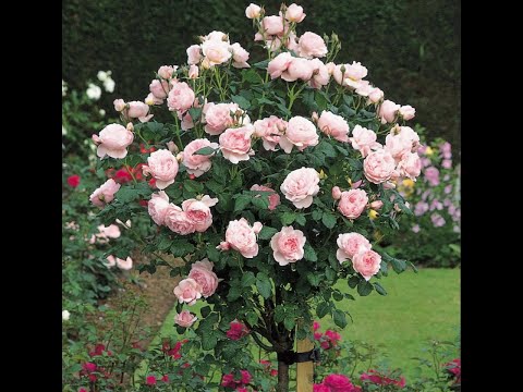 Видео: Роза Eglantyne. Роза Остина . Что в имени твоем ?! . Часть 43.