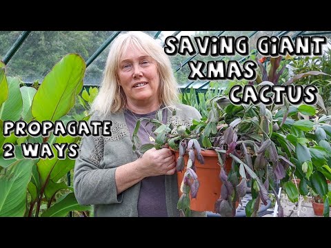 Видео: Спасение гигантского рождественского кактуса и его размножение двумя способами