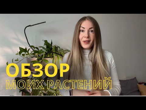 Видео: Обзор моей коллекции домашних растений. Какие растения хорошо адаптируются к темноте и холоду?