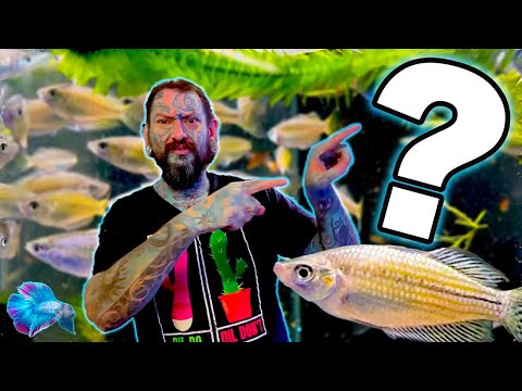 Видео: РАСПАКОВЫВАЮ ЖИВУЮ РЫБУ, НО ЭТО СЛУЧИЛОСЬ.....