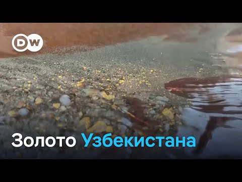 Видео: Новая золотая лихорадка: как в Узбекистане добывают драгоценный металл и почему он так важен