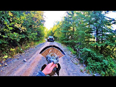 Видео: Охота на тетерева на ветру и в пыли