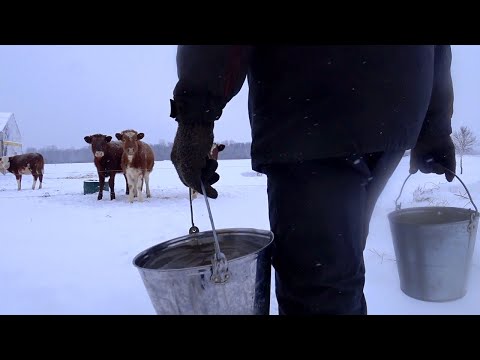 Видео: #135: Хоз.дела, разговоры о телятах