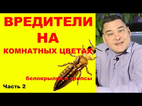 Видео: Вредители на комнатных растениях. Как избавиться на 100%. [Часть вторая: белокрылка и трипсы]