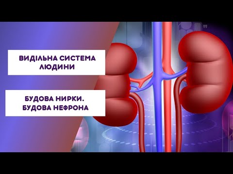 Видео: Видільна система людини. Будова нирки. Будова нефорна/ Анімація