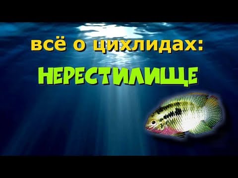 Видео: Советы начинающим заводчикам цихлид (часть 11)