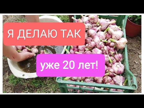 Видео: Убираем чеснок. Без лишних слов.