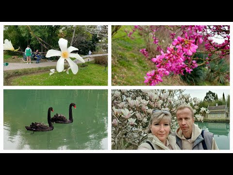 Видео: VLOG 13.03.2024 г Часть 2/ Адлер/ Сочи/ Дендрологический парк Южные культуры/  Магнолия