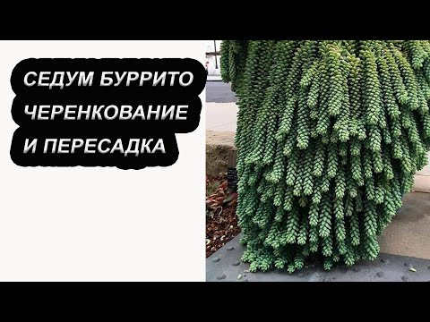 Видео: Черенкование и пересадка суккулента седум Буррито