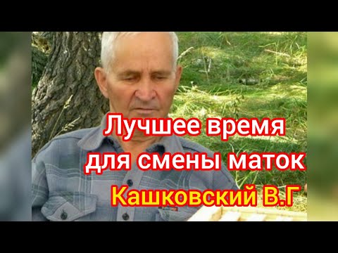 Видео: Лучшее время смены маток на пасеке. Свищевые маточники.