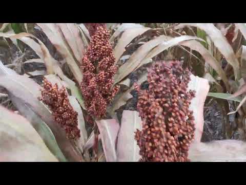 Видео: Почему мы не получили урожай сорго в 2025 г 