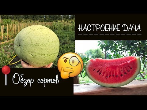 Видео: 🧐 Обзор на арбуз 🍉 " Серебряный красавец" F1 от Биотехника