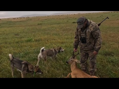 Видео: Охота на косулю с лайками ЗСЛ. Закрепляем навыки.