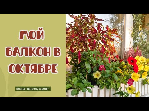 Видео: Балкон осенью, конец октября.