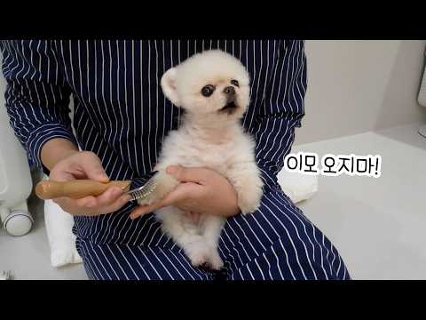 Видео: Я позволил кому-то другому расчесать моего щенка... Оказалось, я слабак!