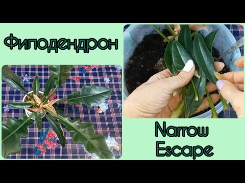 Видео: Болтается ФИЛОДЕНДРОН?🌱Не откладывайте пересадку🌸Укрепление ствола🌱Нарроу Эскейп🌱Narrow Escape🌸Грунт