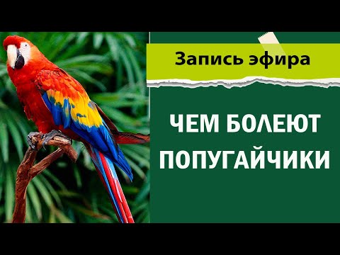Видео: Чем болеют попугайчики? Болезни попугаев и других птиц