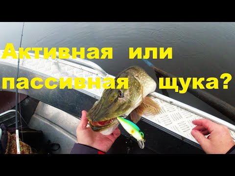 Видео: Активная и пассивная щука