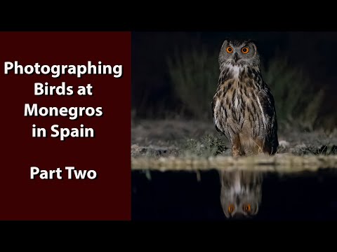 Видео: Фотосъемка птиц в Испании с помощью OM-1 и объектива 150–400 мм