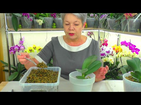 Видео: "Секретный препарат" для роста корней Орхидеи - ЧИСТАЯ ВОДА 😊 Корни выросли. Пересаживаем в керамзит
