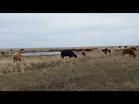 Видео: Үйдегі мал мен қойды бағып жүрміз.