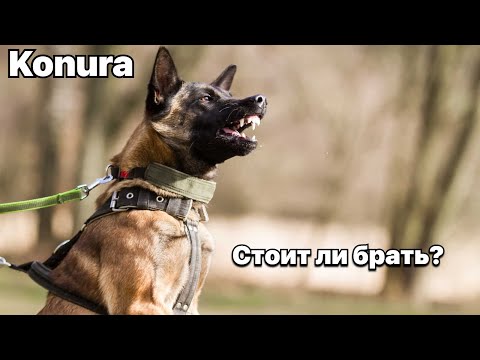 Видео: Почему не стоит заводить малинуа