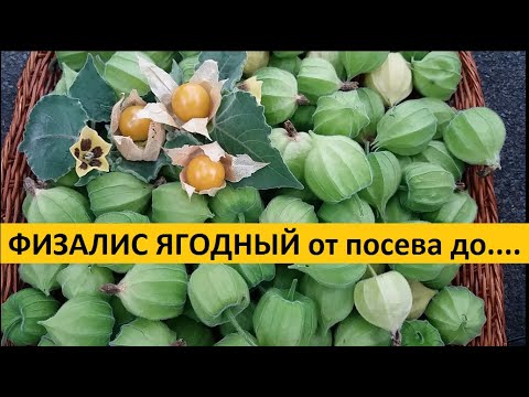 Видео: Физалис от А до Я в природном земледелии.