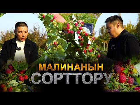 Видео: Малинанын сорттору. Полька, Палана, Пшехиба