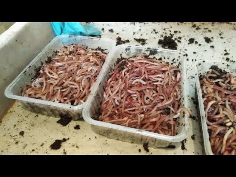 Видео: От деления к массе на выгон...