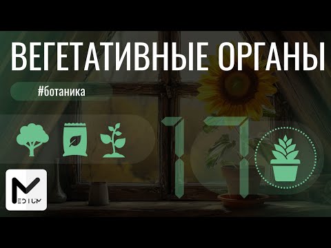 Видео: Вегетативные органы растений / ЕГЭ по биологии 2025
