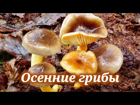 Видео: Какие грибы искать поздней осенью