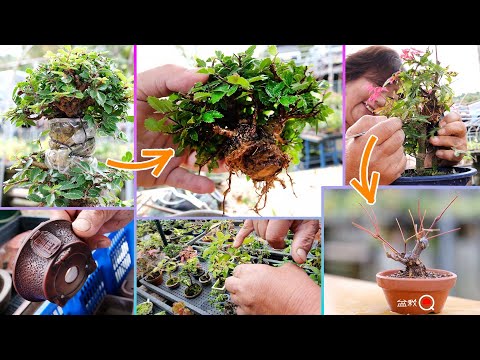 Видео: Результаты отводков и информация о продажах на осенней выставке [Bonsai Q]
