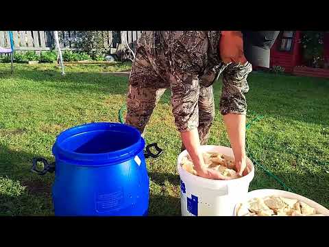Видео: Засолка груздя
