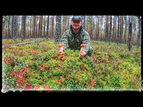 Видео: ЛЕС-ЧУДЕС или полные корзины боровых грибов!