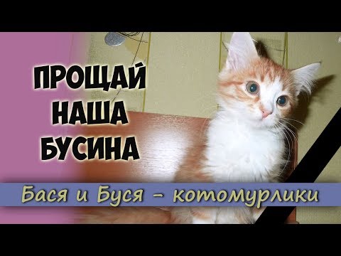 Видео: Прощай наша Бусина. Наша кошечка УМЕРЛА! Плачем и скорбим. Видео в память о нашей любимой Бусинке.