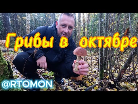 Видео: Сбор последних грибов в ОКТЯБРЕ. Ленинградская область. 12.10.2024