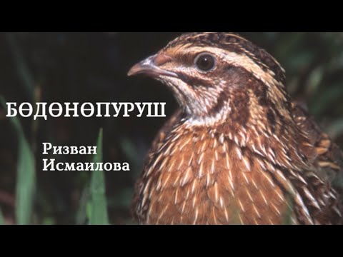 Видео: Ризван Исмаилова | Бөдөнөпуруш | аудио китеп | аңгеме