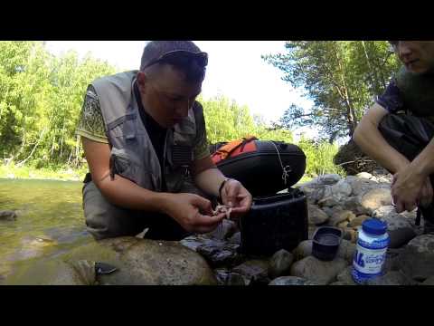 Видео: Заповедная река Иня, приток р. Чарыш. АЛТАЙ / посещение Тигирекского заповедника.