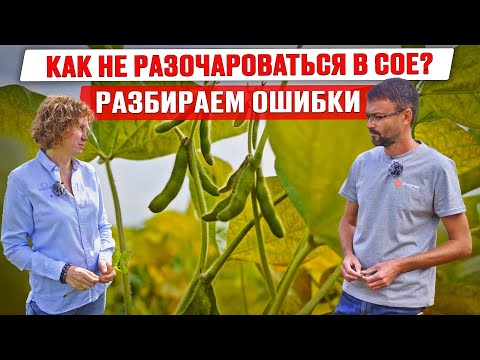 Видео: Соя: разбор ошибок | Сорта сои | Сроки сева и обработки | Введение в севооборот | Возделывание сои