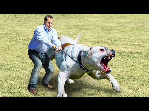 Видео: Эти Собаки Запрещены во Многих Странах Мира! ЭТО Нужно ВИДЕТЬ!