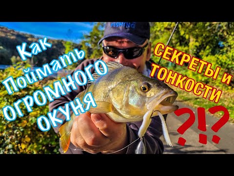 Видео: В поисках ТРОФЕЙНЫХ ОКУНЕЙ! Как ПОЙМАТЬ Крупного Окуня осенью? Лучшие приманки на огромных окуней