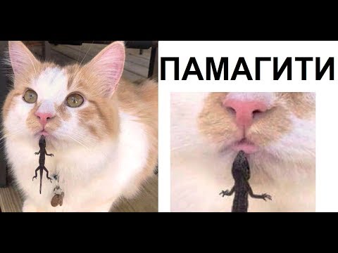 Видео: Лютые приколы. ПАМАГИТИИ