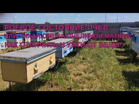 Видео: Пчёлы роятся или это тихая смена и лучше не мешать как отличить✅☝️
