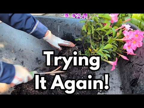 Видео: Как перезимовать каллы мандевиллы и райскую птицу