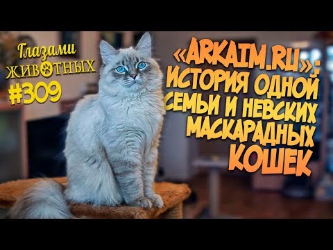Видео: Глазами животных #309. «ARKAIM*RU» - история одной семьи и невских маскарадных кошек