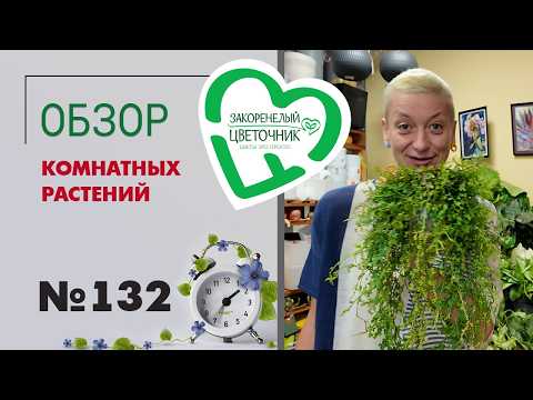 Видео: Обзор растений: церопегии, пеперомии, кампанулы, пальмы, рапис, папоротники, сансевиерии. №132