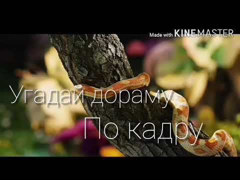 Видео: Угадай Дораму по кадру