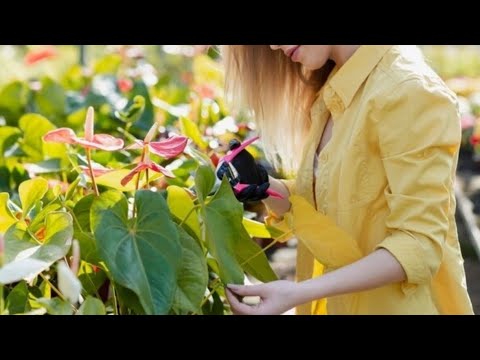 Видео: 🌱Наращиваем деток с пня 🌱